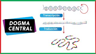 Dogma central de la biología molecular  ADNARNProteína [upl. by Guthrie]