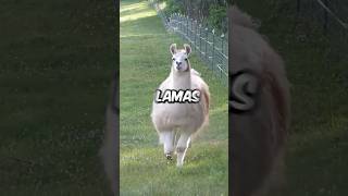 Ce Lama Est Incroyable nature animal omg [upl. by Dalohcin]