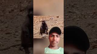 New shorts viral YouTube shorts videos animals babon monkey🐒🐒 ❤😢 [upl. by Suiramaj211]