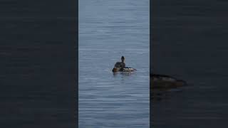 Merganser ducks Nature Mergus Water Relax [upl. by Nottap]