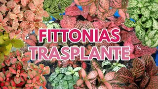 fittonias cuidados y trasplante CHUYITO JARDINERO [upl. by Donal841]