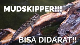 BISA JALAN DIDARAT IKAN BLODOK MUDSKIPPER [upl. by Nagaet]