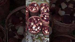 This is Karelia 2024 Porcini mushrooms filled our baskets This is something unreal [upl. by Karylin]