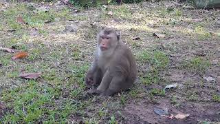 Banum Monkey  He find in adventure  and cover of any monkey in group  monkey part 17 [upl. by Cynara]