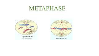 quotCell Cycle METAPHASEquot for class 11 BioQuantaTuitorials [upl. by Tahmosh]