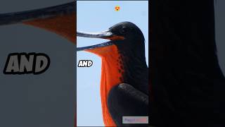 Frigate bird  Bird  know more about unknown facts of frigate bird  birds facts frigate [upl. by Haron]