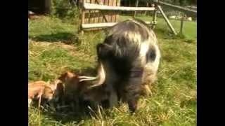 Bébés Cochons Kunekune du Domaine du Martinaa [upl. by Enyedy]