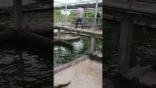 The Most Terrifying Crocodile Encounters crocodille video animal [upl. by Connel98]