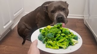 Feeding My Dog Broccoli [upl. by Nosmirc]