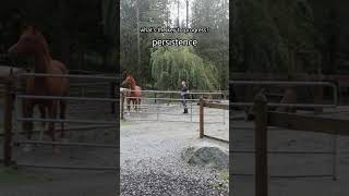 The Key To Making Progress With Horses is Persistence  Gracie horses horsetraining shorts [upl. by Adlai]