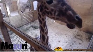 Animal Adventure Park Giraffe Cam [upl. by Wadsworth29]