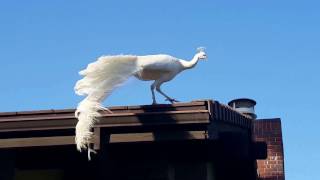 Wild White Peacock Flying [upl. by Melia252]