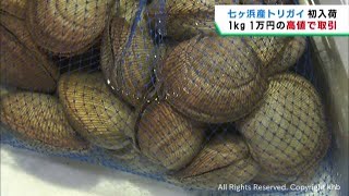 宮城・七ヶ浜町産の高級食材トリガイが初入荷 １キロ当たり１万円の高値で取引 [upl. by Yendirb155]