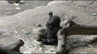 ニシゴリラ の子ども『リキ』 上野動物園 2018年5月13日 [upl. by Tirreg]