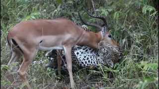 Leopard kills impala [upl. by Nanette]