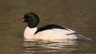 BTO Bird ID  Goosander and Redbreasted Merganser [upl. by Abagail]