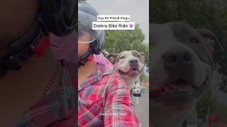 Pitbulldog amp Puppies Daily Vlog ❤️ dog shortsfeed dailyvlog [upl. by Coco239]