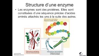 Activité enzymatique 1 [upl. by Blanca318]