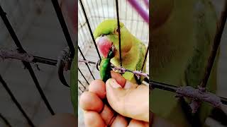 Mirchi lover trendingshorts porrot lovebirds shortviral shrots viralvideo pubgmobile song [upl. by Ainessej794]