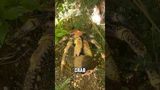 Coconut Crab  The Bird Eating Crab [upl. by Sapers985]