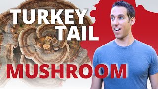 Benefits of Turkey Tail Mushroom amp How to Use Coriolus VersicolorTrametes Versicolor [upl. by Aninnaig]