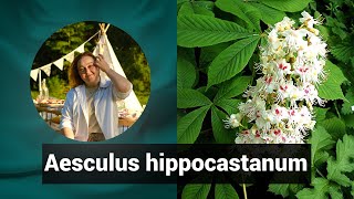 Разбор препарата АЭСКУЛЮС ГИППОКАСТАНУС AESCULUS HIPPOCASTANUM  Гомеопатия и здоровье [upl. by Nosimaj770]