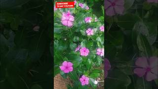 Catharanthus roseus [upl. by Coryden24]