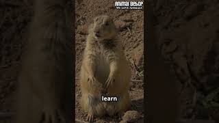 Mind Blowing Prairie Dog Facts [upl. by Cathi11]