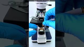 Cigarette Tobacco Under The Microscope shorts youtubeshorts microscope [upl. by Mellitz]