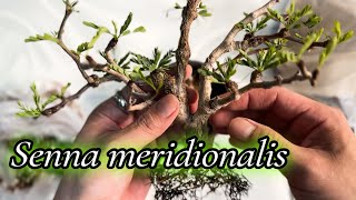 세나 분갈이 뿌리정리 가지치기 방법  SENNA MERIDIONALIS ROOTS CUTTING REPOTTING  CAUDEX PLANT [upl. by Satterfield9]