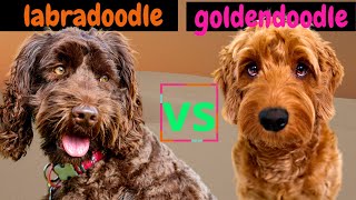 Labradoodle VS Goldendoodle  Poodle Mix Breeds  Which Poodle Mix Breed is Better [upl. by Ainoda]