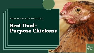 Dual Purpose Chicken Breeds [upl. by Aynekal]