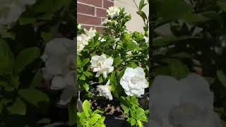 Profuse Gardenia Veitchii Blooms [upl. by Leamhsi]