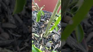 Grafting Improved Meyer Lemon onto Trifoliate Orange on 32519 [upl. by Norbel]