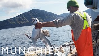 Fat Birds Are Easy Prey Fulmar Hunting in the Faroe Islands [upl. by Sisi]