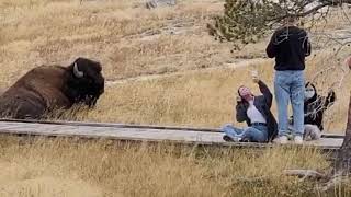 Bison Selfie in Yellowstone TouronsOfYellowstone Bison YellowstoneNationalPark Yellowstone [upl. by Ordnas]