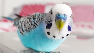 Budgie singing to Youtube Playbutton  Cookie sounds [upl. by Iives852]