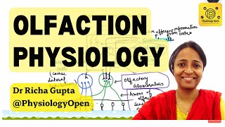 Olfactory system anatomy and physiology  pathways  Special senses sense of smell [upl. by Anev265]