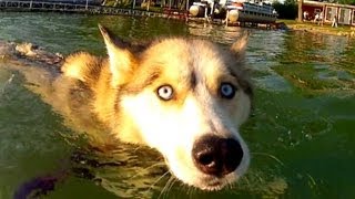 Siberian Husky Dog SWIMS Shelby LOVES Water GoPro Hero2  Slow Motion Dog Shake [upl. by Piper]