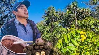 CON ESTAS HOJAS PUEDES PINTAR TELAS Y COMER EL FRUTO 👉😱🧑‍🌾🌳🍃🍃🧵 [upl. by Nohsauq]