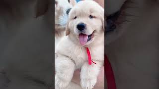 Puppy Cuteness Overload Funny and Sweet Puppy Videos [upl. by Fasta]