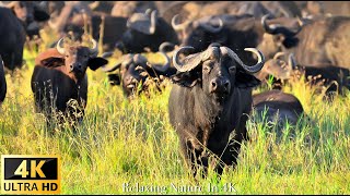 4K Wildlife4K TV Namibia Wildlife in 4K  Relaxing Music and Nature Sounds 4K TV [upl. by Paluas]