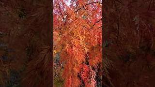 Japanese Maple Tree Fall Colors  Acer palmatum dissectum ‘Seiryu’ japanesegarden maple mapletree [upl. by Gertie]