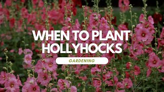 When To Plant Hollyhocks [upl. by Adas333]