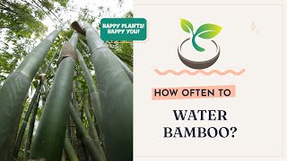 🍀How Often to Water Bamboo for Rapid Growth [upl. by Penrose]