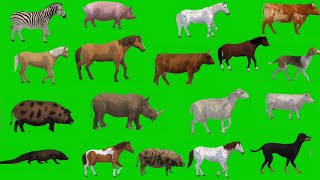 Animal Green Screen Video  Green Screen Animals Walking  Free to Use [upl. by Obnukotalo]