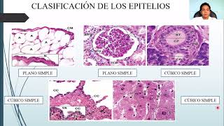 HISTOLOGÍA TEJIDO EPITELIAL [upl. by Colburn]