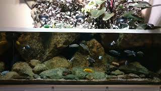 Malawi biotope tank [upl. by Chavez405]