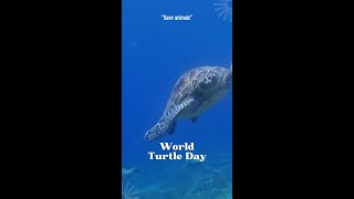 Happy World Turtle Day [upl. by Broderick617]