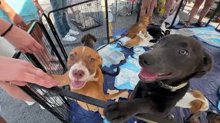 Metro Detroit dog rescue struggles with adoptions as more people work remotely [upl. by Ycniuq553]